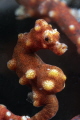   Pigmy sea horse Hipocampus denise  